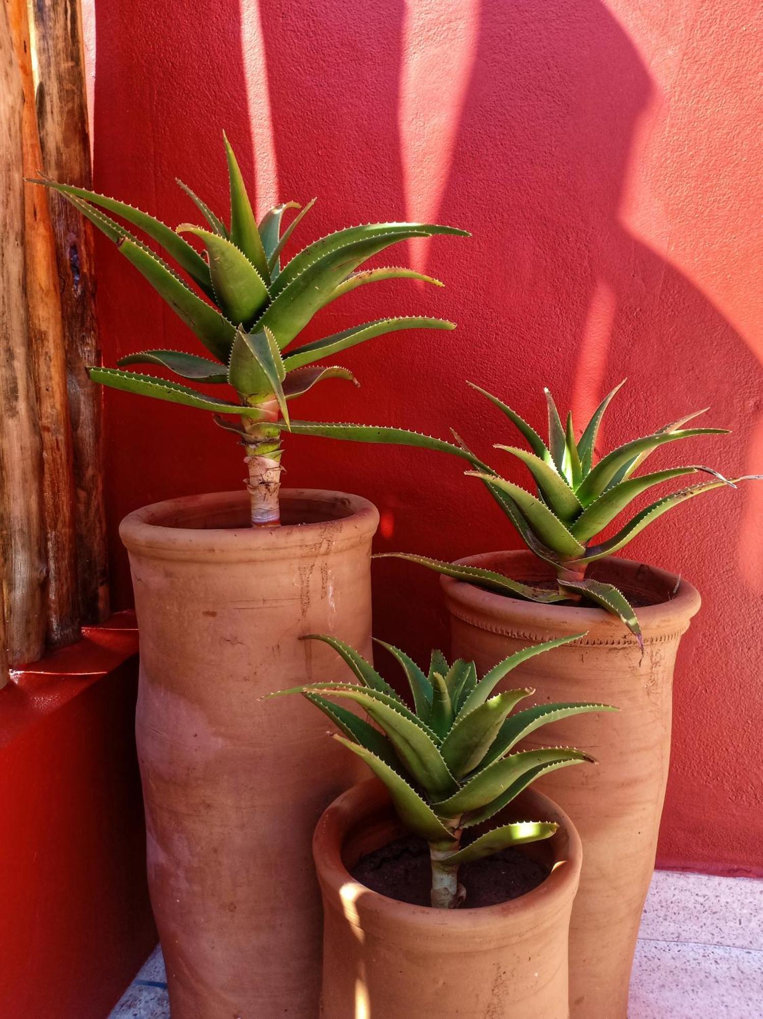 Villa Beldi Essaouira Ruang foto